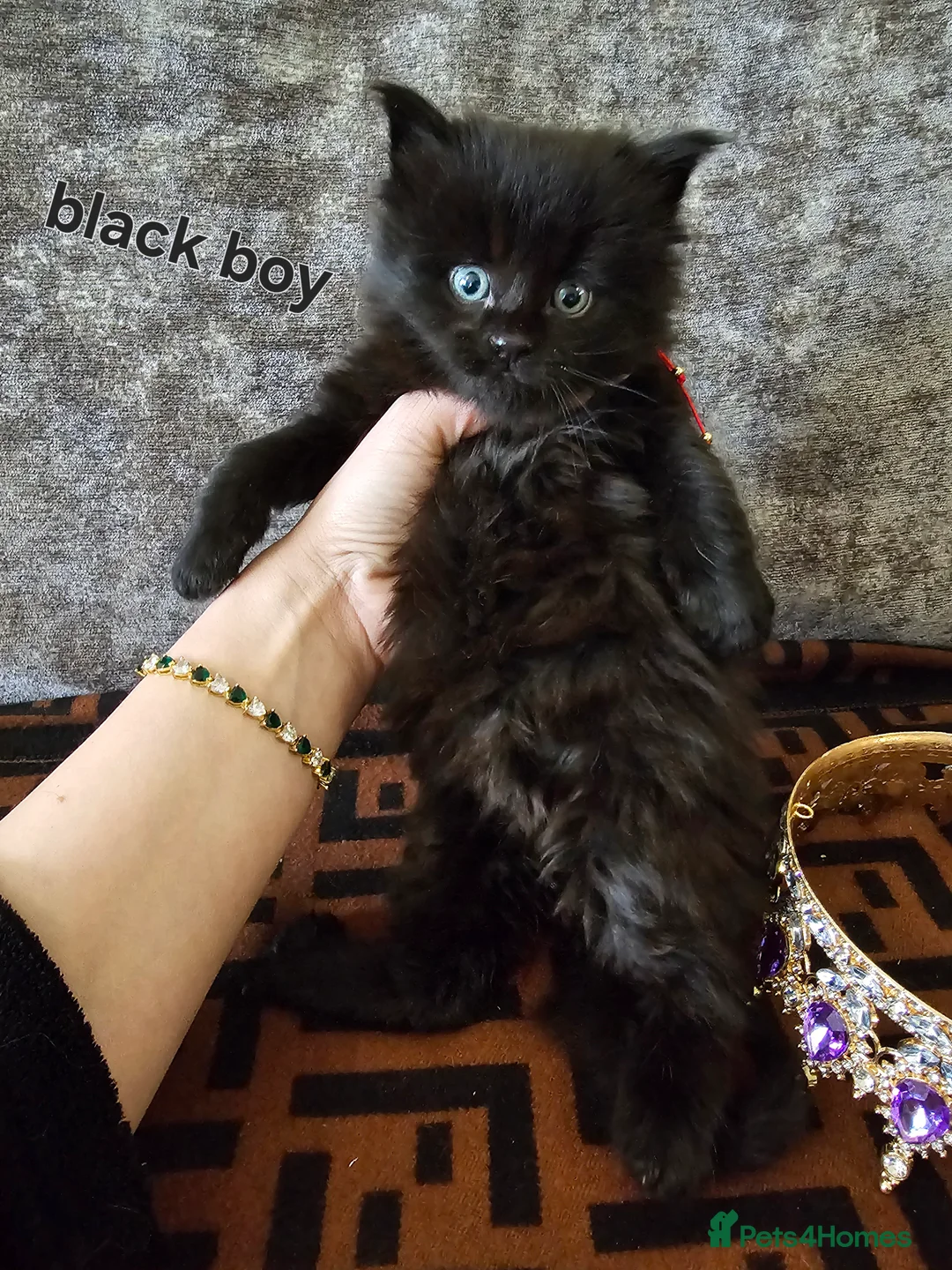 Maine Coon cats for sale: Maine Coon Kittens – Ready After 28th February 🐾 - Advert 10