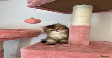 British Longhair cats - Advert 10
