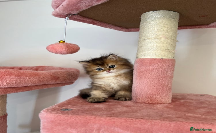 British Longhair cats - Advert 4