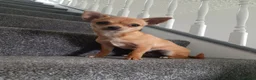 Chihuahua dogs for sale: AVAILABLE: PRICE LOWERED - Advert 4