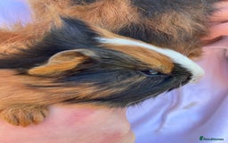 Guinea Pig rodents for sale: 2 girls & 1 boy Gorgeous Guinea Pigs  - Image 1
