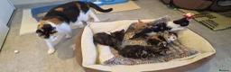 American Shorthair cats for sale: 5 Kittens in Barking - Advert 9