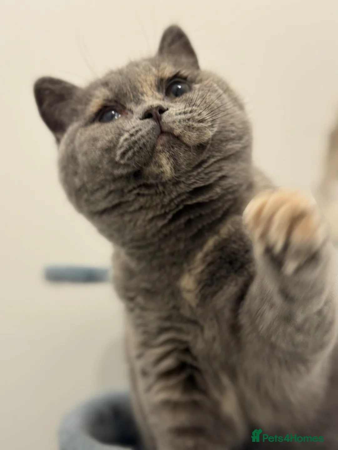 British Shorthair cats for sale: Chunky blue tortie eldest kitten TICa reg  - Advert 4