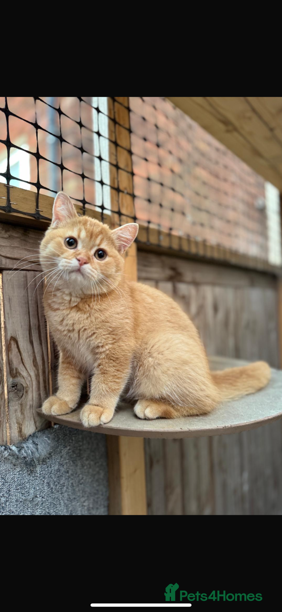 British Shorthair cats Ready to go! - Advert 1