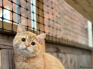 British Shorthair cats Ready to go! - Advert 1