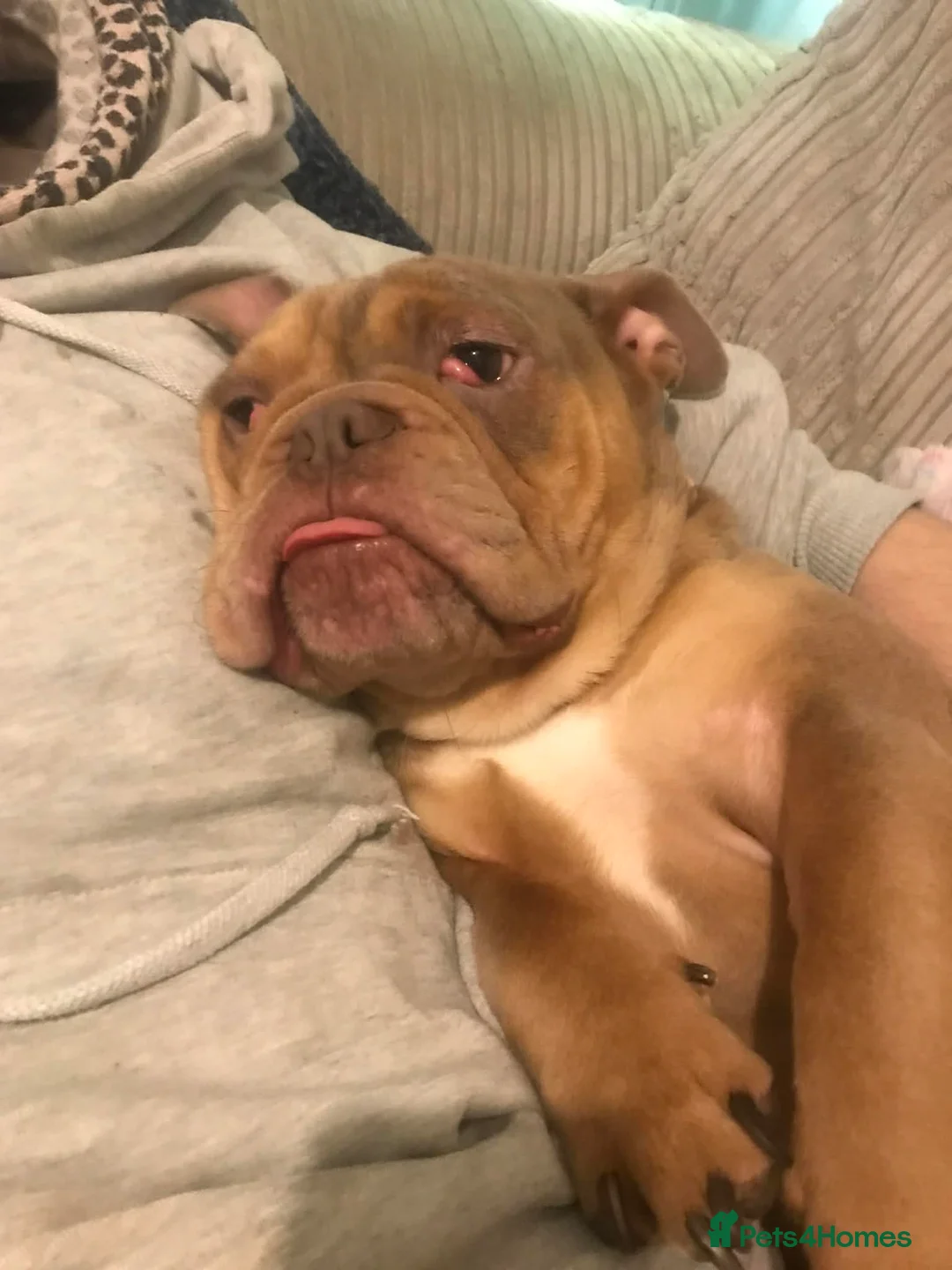 Olde English Bulldogge dogs for sale:  GEORGE Old English bulldog needs loving home - Advert 2