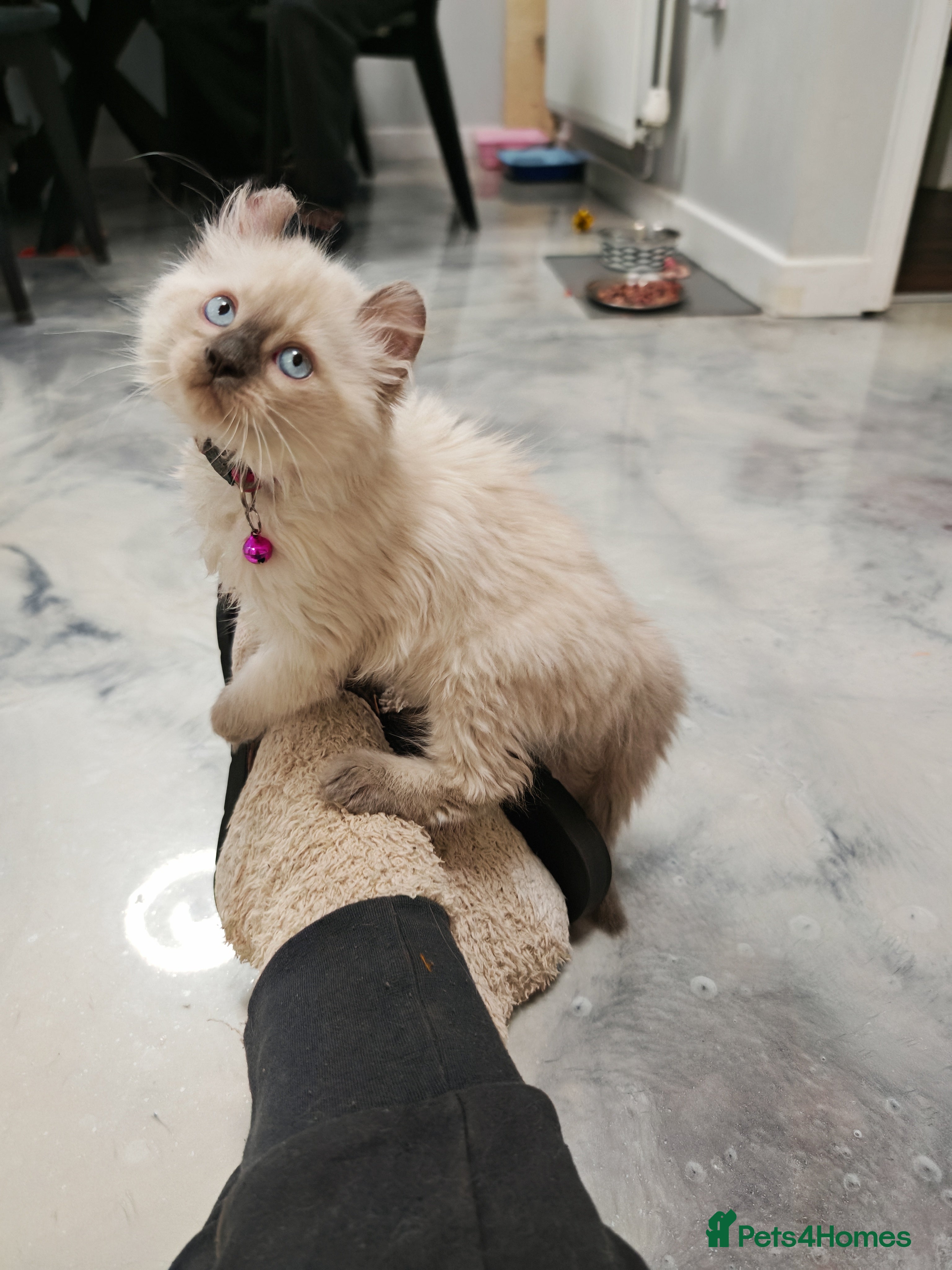 American Curl cats RARE, Unique, Affectionate American Curl Kittens!  - Advert 2