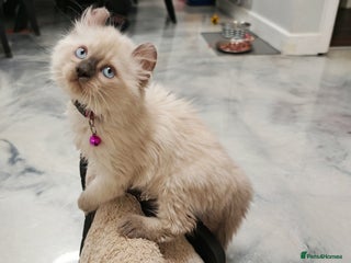 American Curl cats RARE, Unique, Affectionate American Curl Kittens! - Advert 2