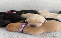 Labrador Retriever dogs for sale: Stunning Labrador Puppies - Image 1