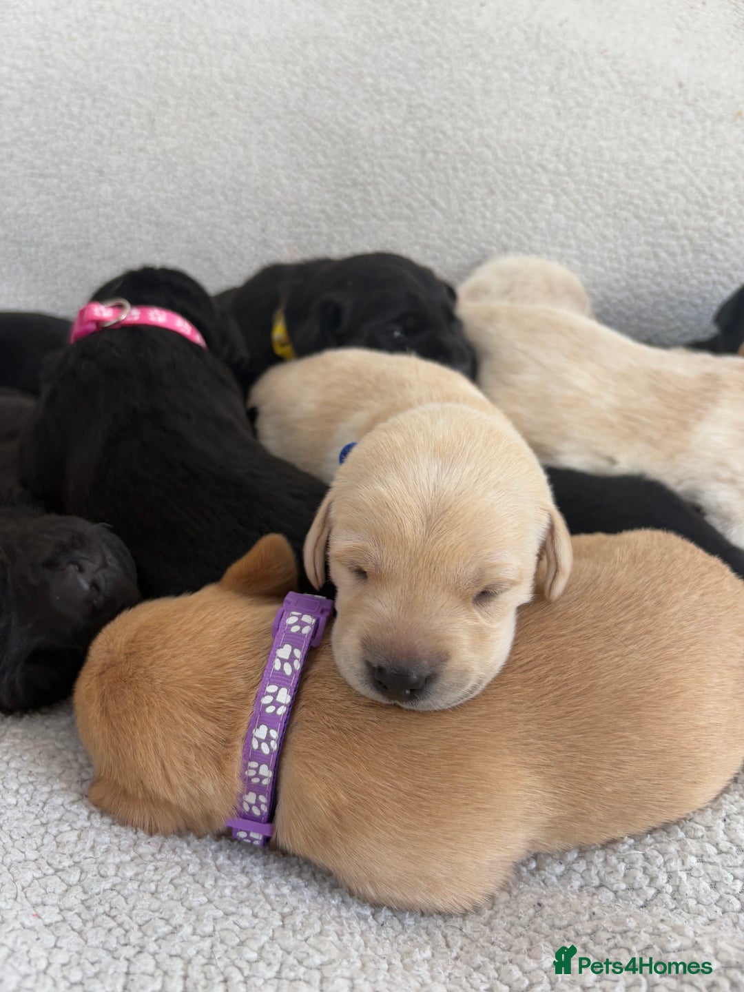 Labrador Retriever dogs for sale: Stunning Labrador Puppies - Image 1
