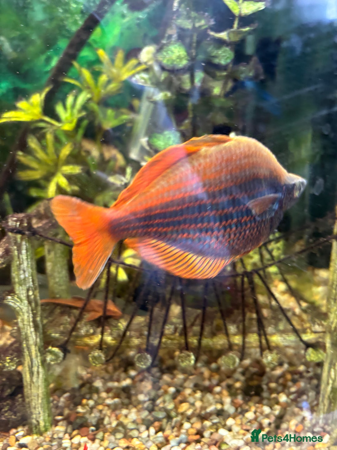 Rainbow Fish fish for sale: Australian Rainbow fish - Image 2