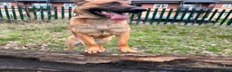 Belgian Shepherd Dog dogs for sale: Narla for re home  - Advert 4