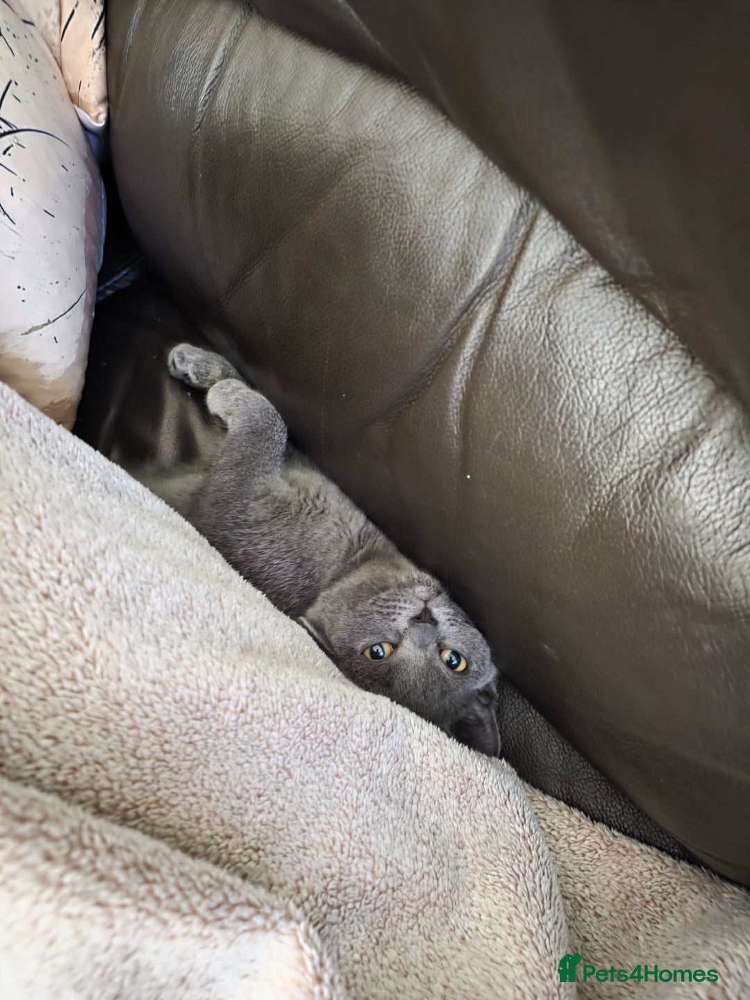 Scottish Fold cats for sale: Scottish Fold kittens  - Image 6