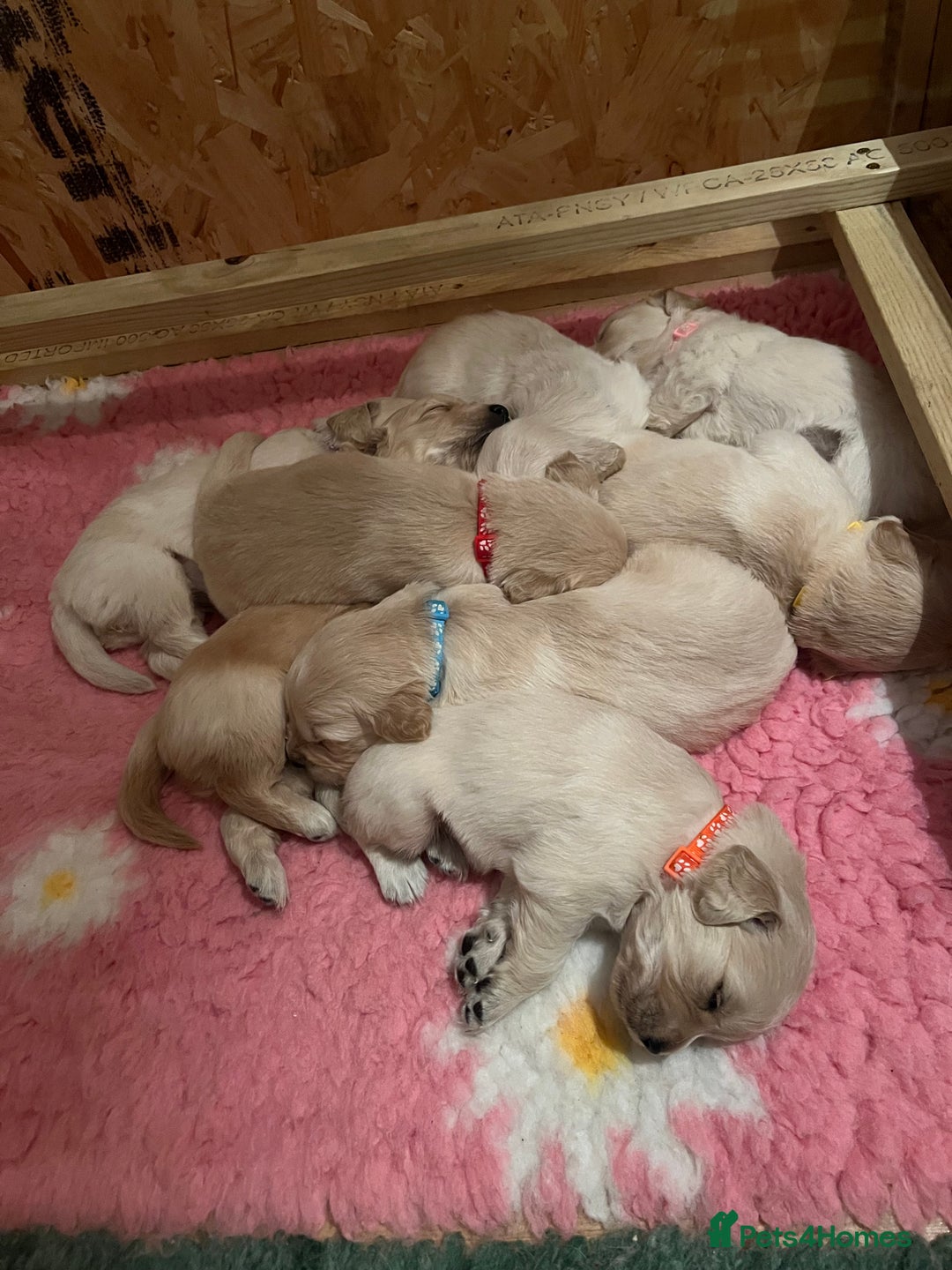 Golden Retriever dogs for sale:  Golden Retriever Puppies – KC Registered - Advert 6