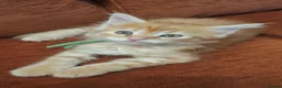 Maine Coon cats for sale: 😻😻😻😻 Maine Coon Kittens Ready Soon Red Tabby F - Advert 20