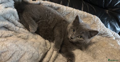 Mixed Breed cats Gorgeous grey kitten - Advert 2