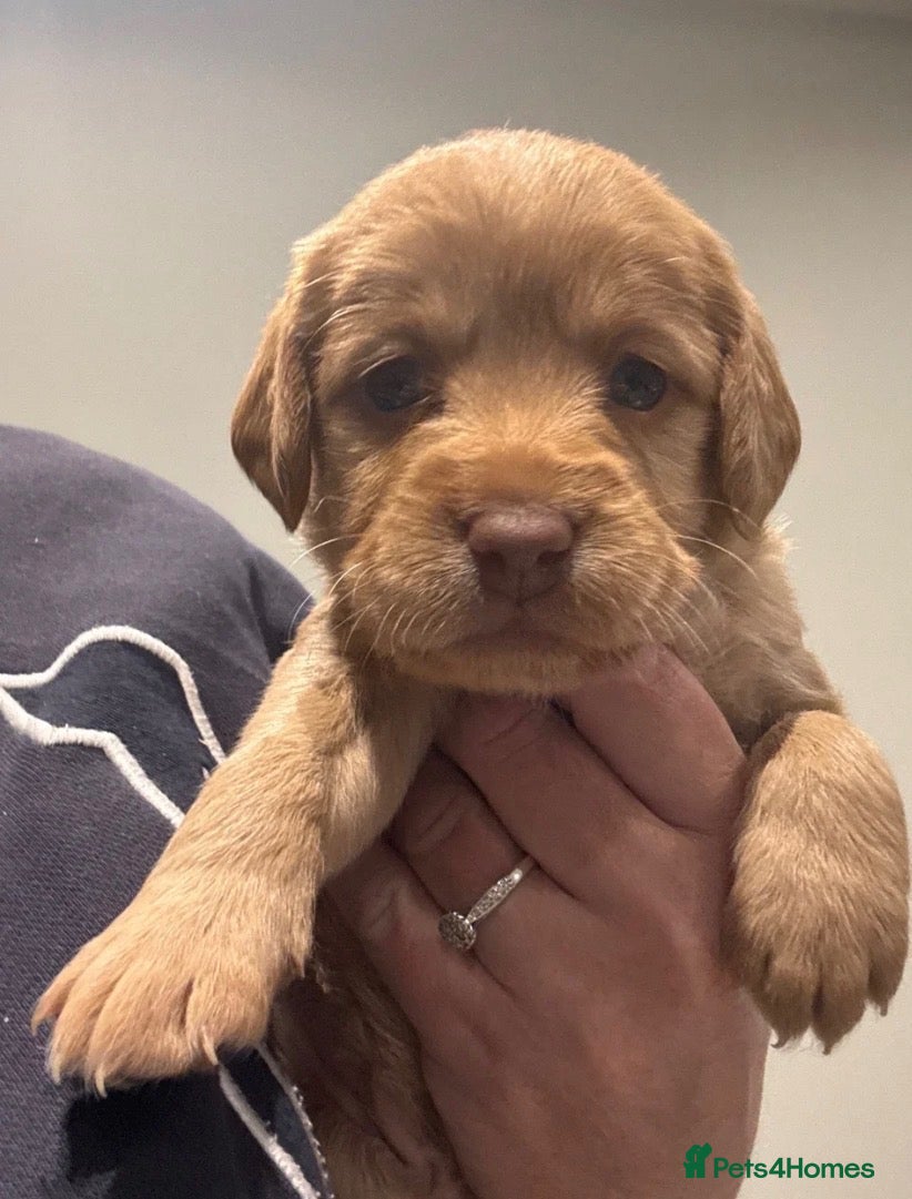 Mixed Breed dogs for sale: Gorgeous littler of puppies 4 girls and 3 boys - Advert 3