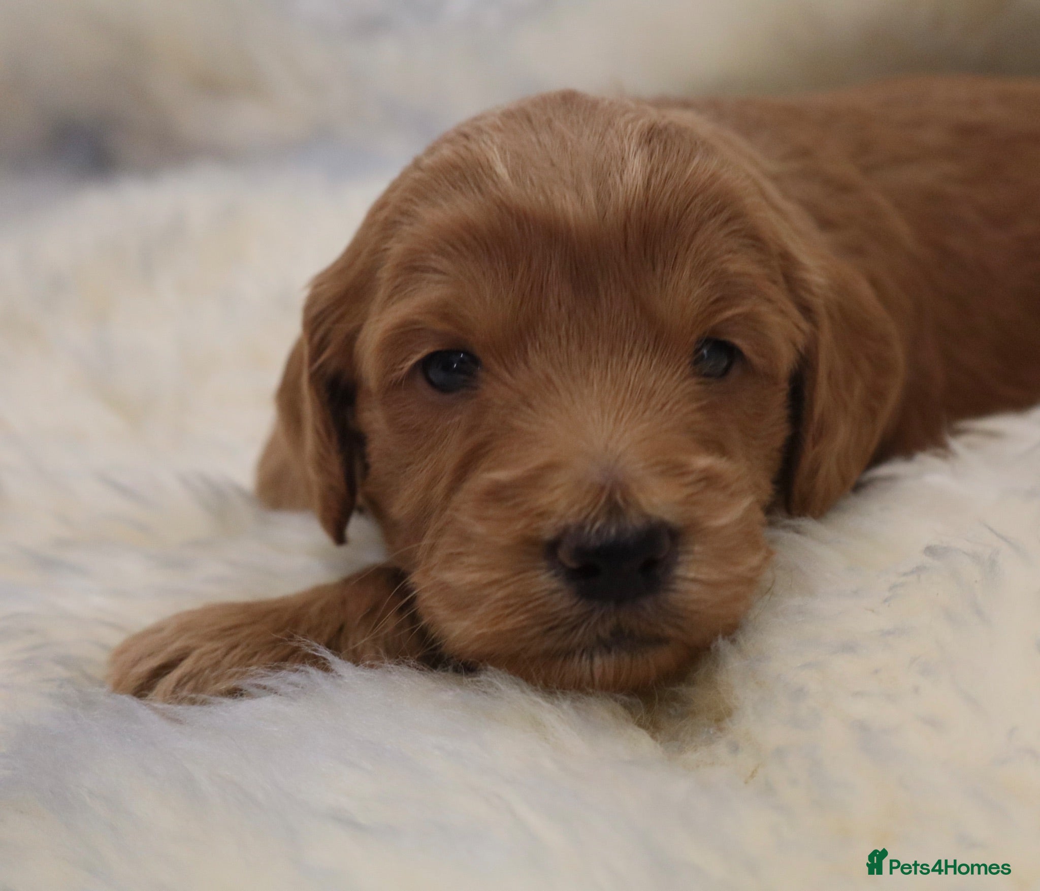 Cockapoo dogs ELITE COCKAPOOS LICENSED 5* BREEDERS - Advert 1