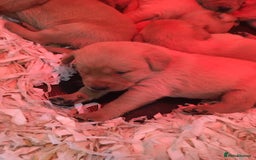 Labrador Retriever dogs for sale: Red labrador puppies - Image 14