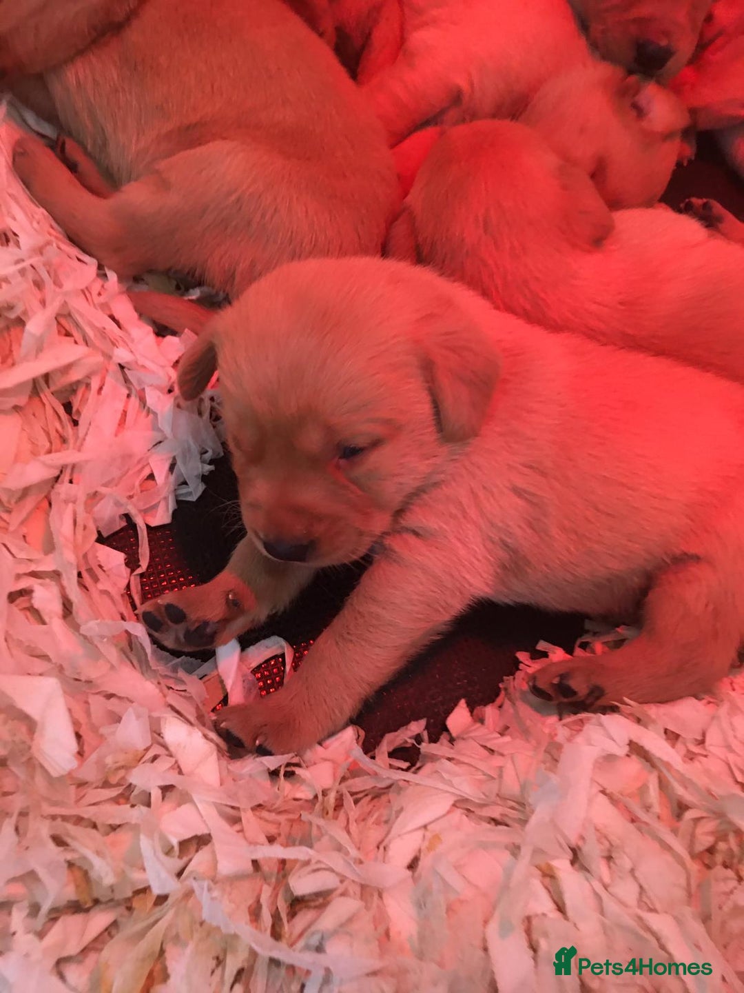 Labrador Retriever dogs for sale: Red labrador puppies - Image 14