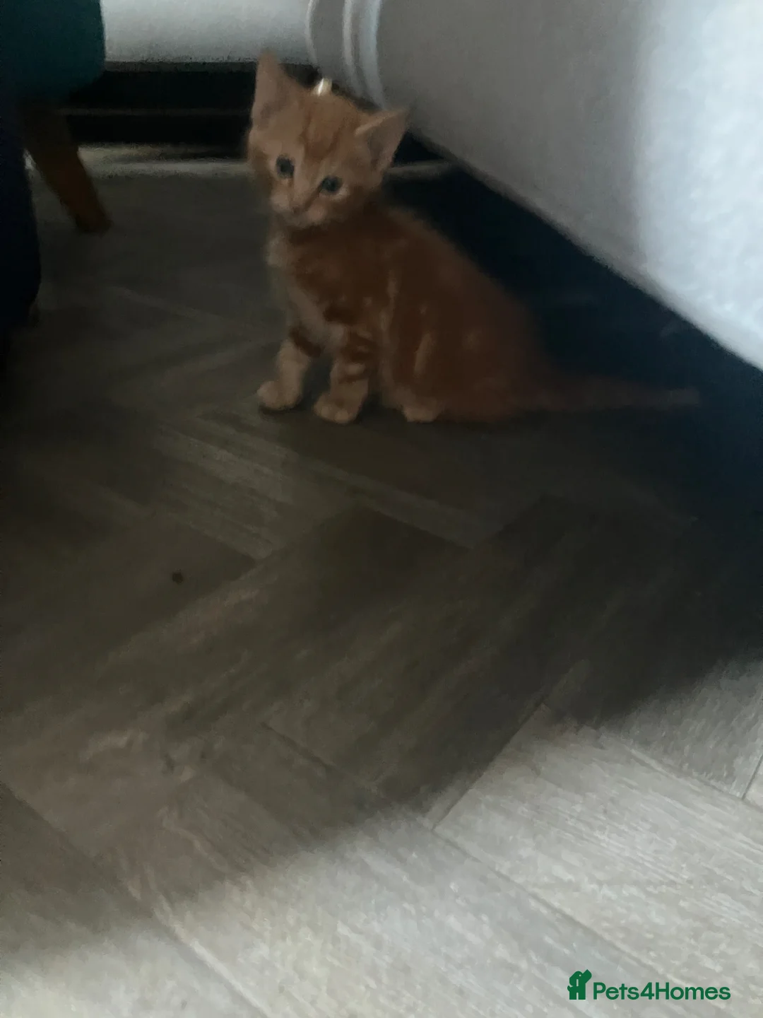 Mixed Breed cats for sale: 3 kittens  in Milton Keynes - Advert 2