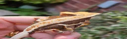 Gecko reptiles for sale: Various crested geckos  - Advert 21