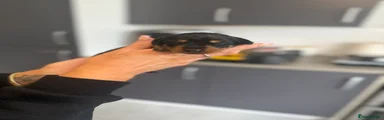 Mixed Breed Puppy 3