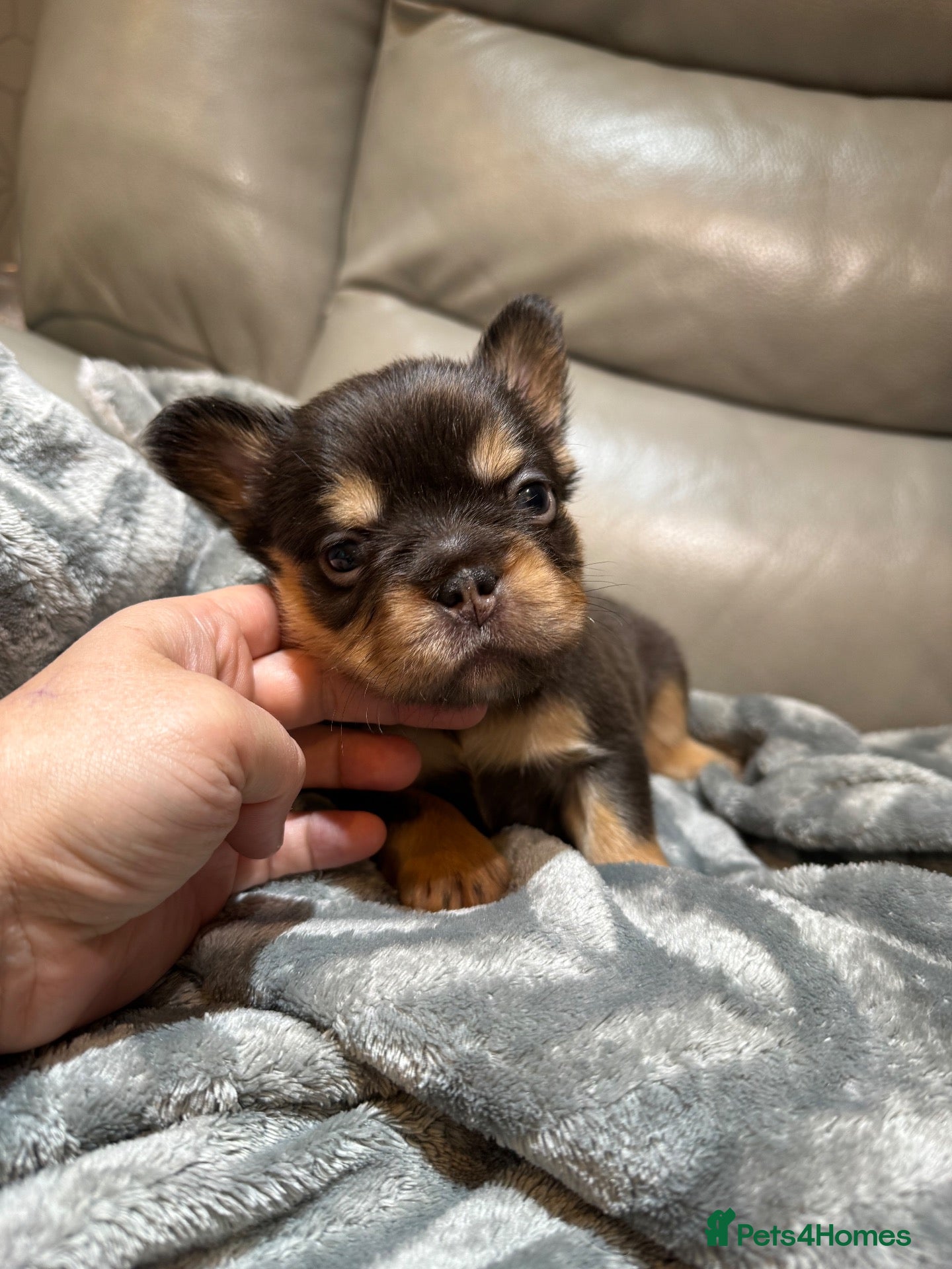 French Bulldog dogs Stunning French Bulldog puppies  - Advert 2