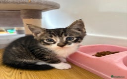 Mixed Breed cats for sale: Beautiful kitten needing forever home  - Image 1