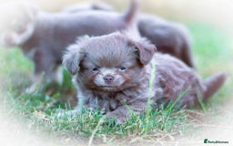 Chihuahua dogs for sale: Lilac chihuahua KC Registered Boys - Image 4