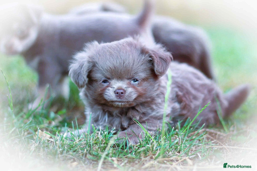 Chihuahua dogs for sale: Lilac chihuahua KC Registered Boys - Image 4