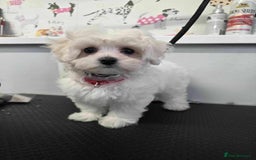 Maltipoo dogs for sale: Tiny korean Maltipoo’s - Image 2