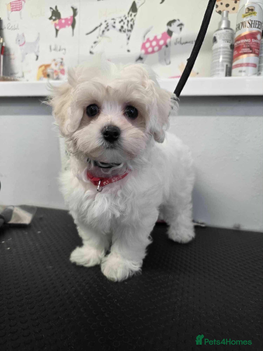 Maltipoo dogs for sale: Tiny korean Maltipoo’s - Image 2
