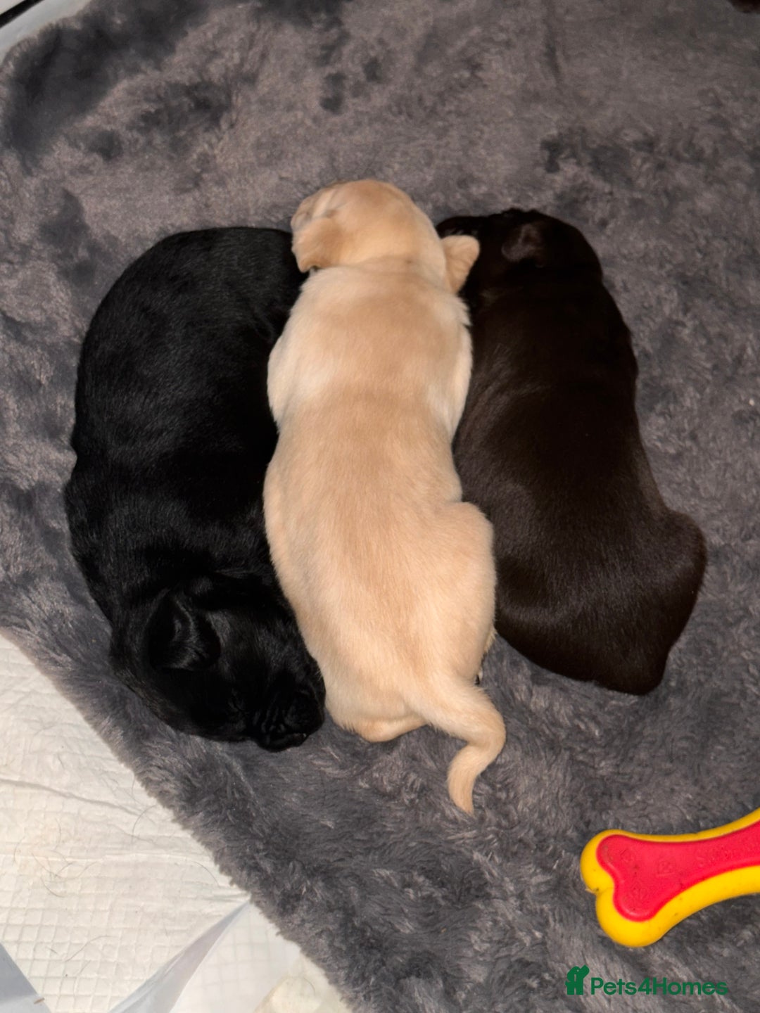 Labrador Retriever dogs for sale: Labrador puppies - Image 2