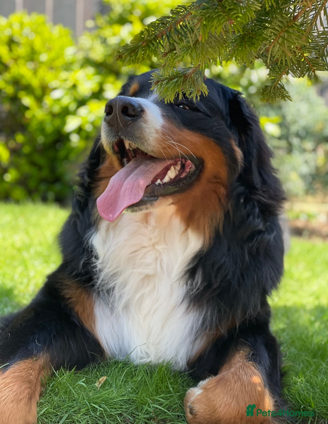 Bernese Mountain Dog dogs for stud: 🔥 CRUZ💥 TOP QUALITY BERNESE MOUNTAIN DOG STUD in Whitehaven - Image 12