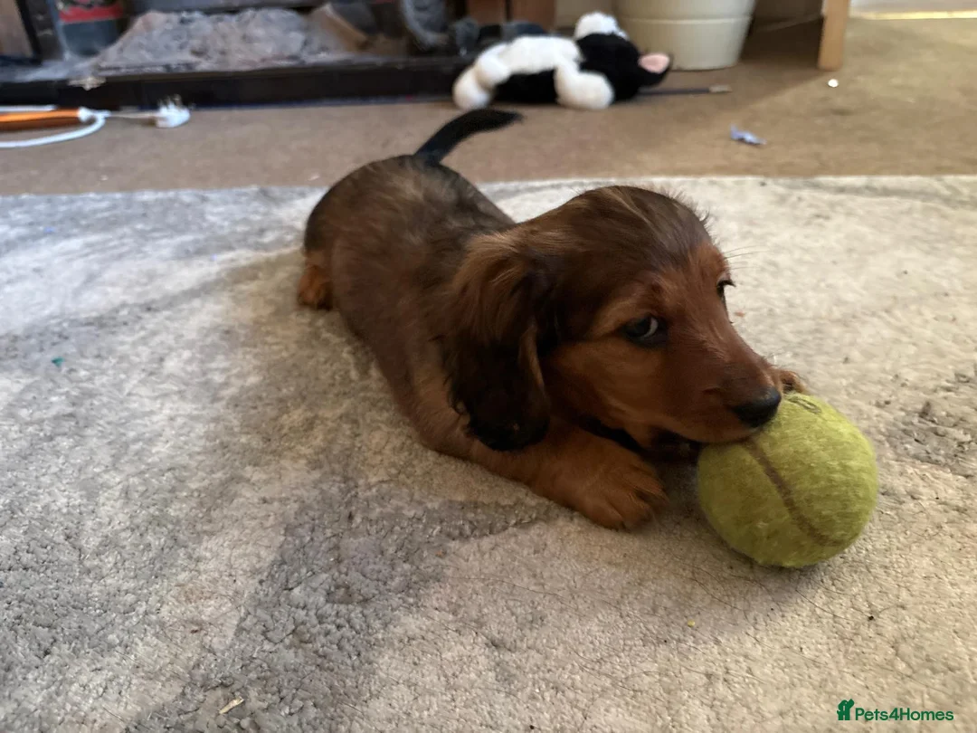 Dachshund dogs for sale: 2x Red dapple Dachshund puppies ready to go.. - Advert 7