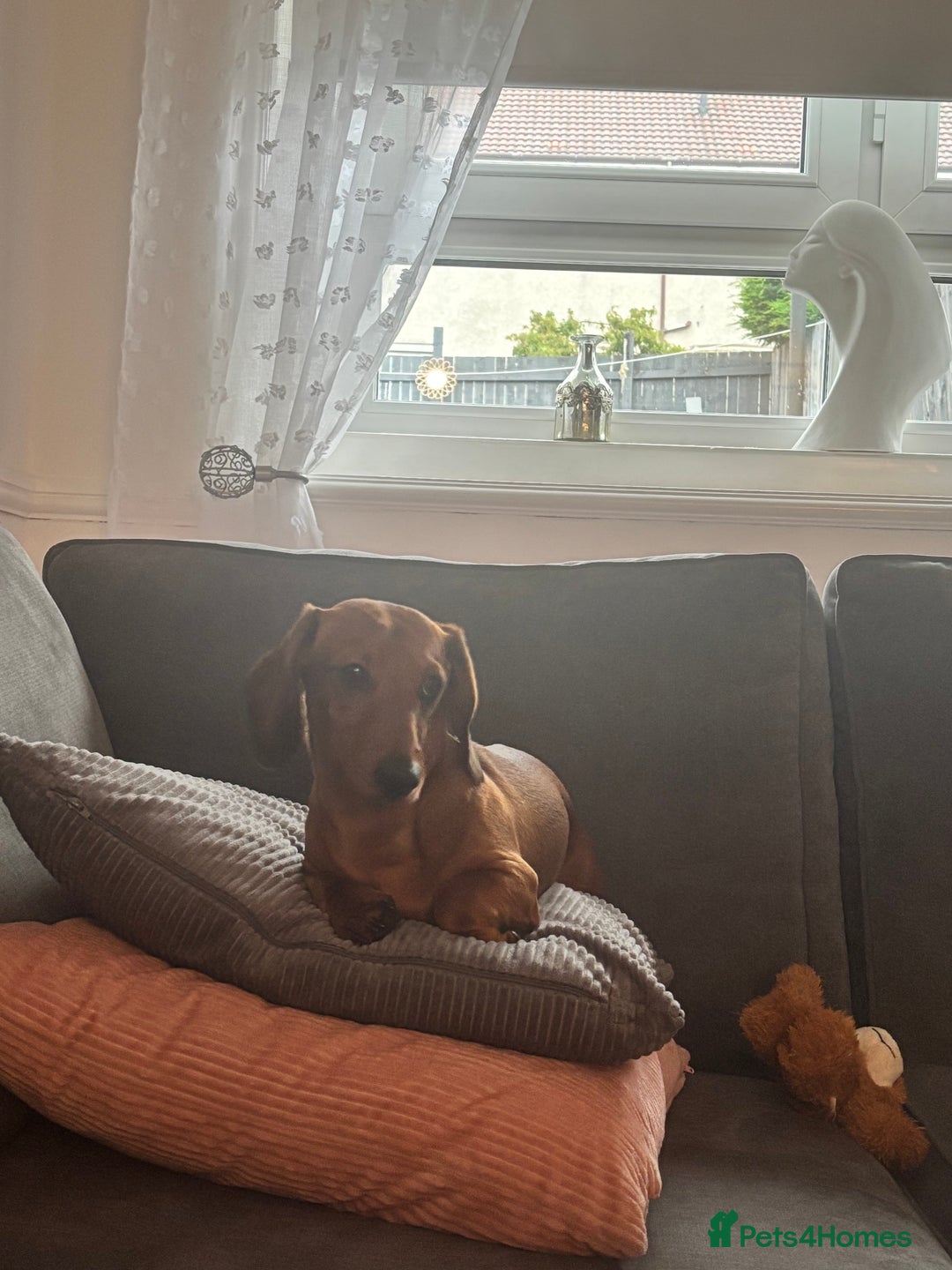 Miniature Dachshund dogs for sale: 2 year old male miniature dachshund  - Advert 2