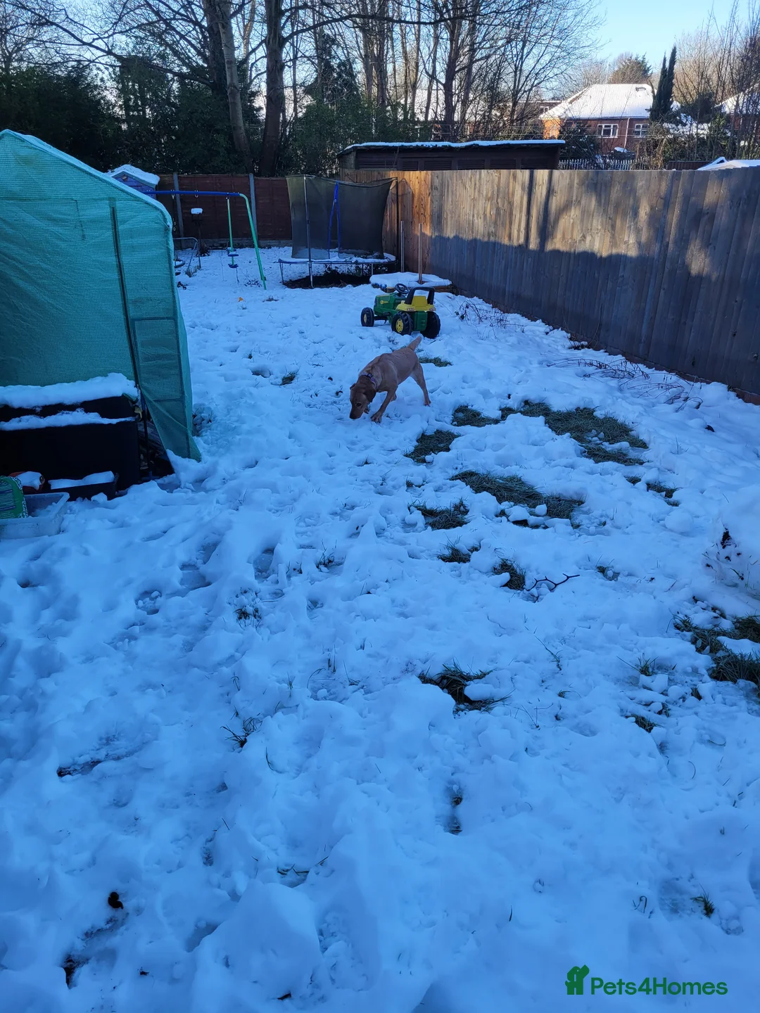 Labrador Retriever dogs for sale: Lola. Labrador - Advert 2