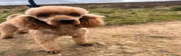 Miniature Poodle dogs for sale: 2 beautiful miniature poodle puppies  - Advert 14