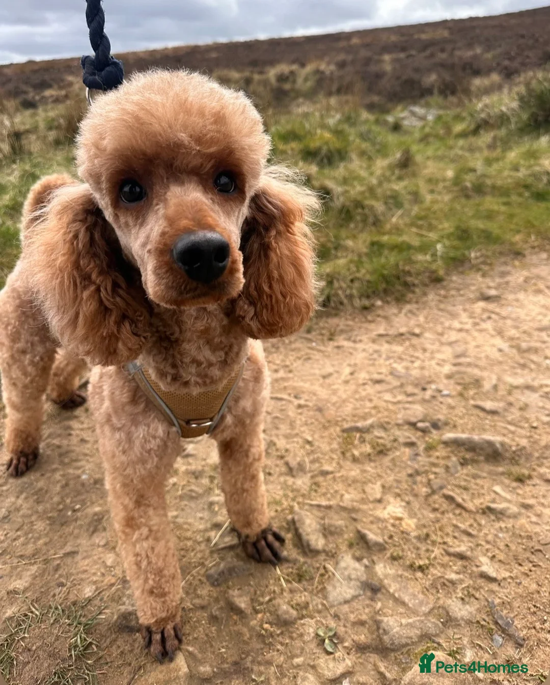 Miniature Poodle dogs for sale: 2 beautiful miniature poodle puppies  - Advert 14