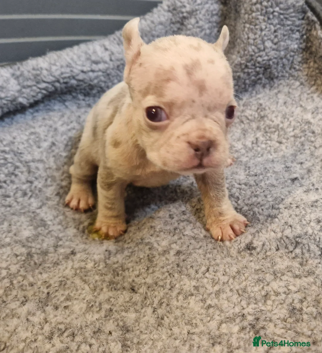 French Bulldog dogs for sale: Stunning dwkc merle french bulldogs  - Advert 2