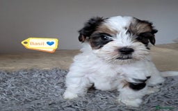 Yorkshire Terrier dogs for adoption: 💙🐶 YORKIE CROSS (BIEWER) PUPPIES 🐶💙 - Image 5