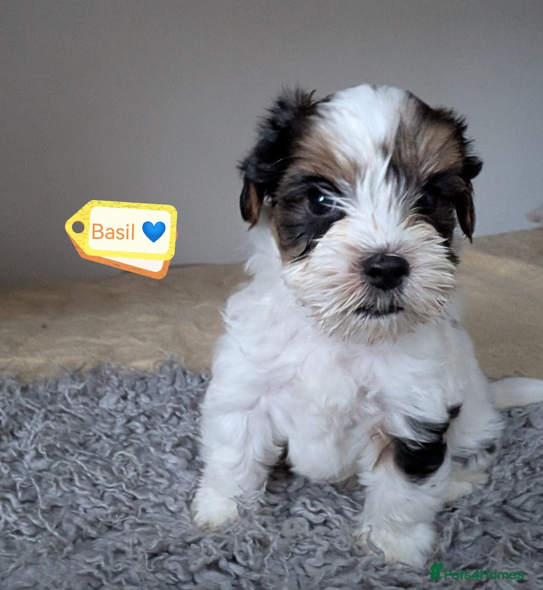 Yorkshire Terrier dogs for adoption: 💙🐶 YORKIE CROSS (BIEWER) PUPPIES 🐶💙 - Image 5