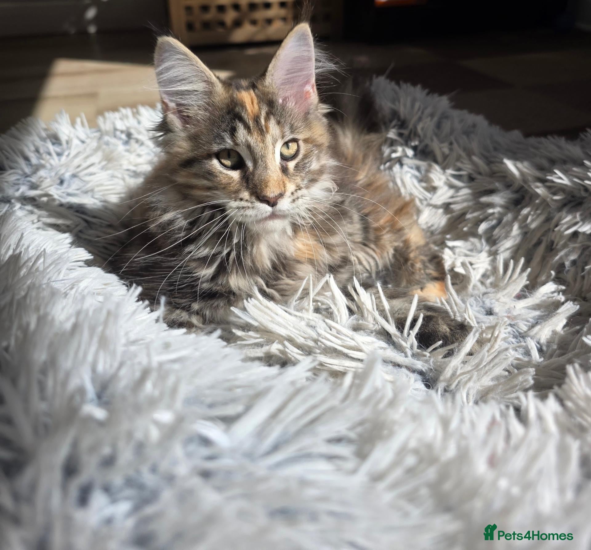 Maine Coon cats TICA Registered Maine Coon Kittens🐾 - Advert 1