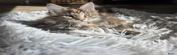 Maine Coon cats for sale: TICA Maine Coon Kittens | Russian Bloodlines - Advert 15