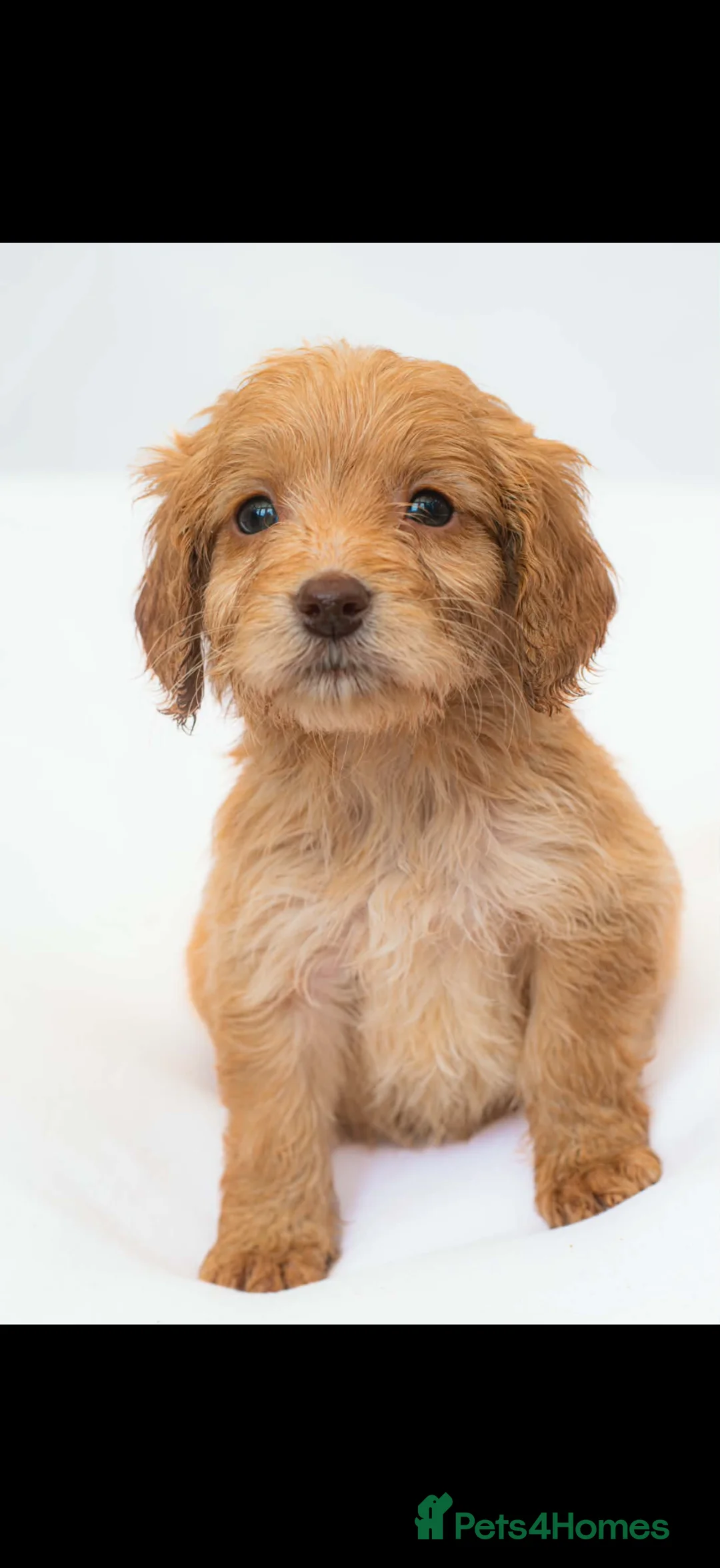 Cockapoo dogs for sale: Cockapoo puppies in West Bromwich - Advert 17