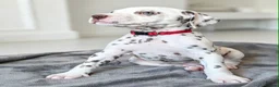 Dalmatian dogs for sale: Dalmation Puppies - Advert 12