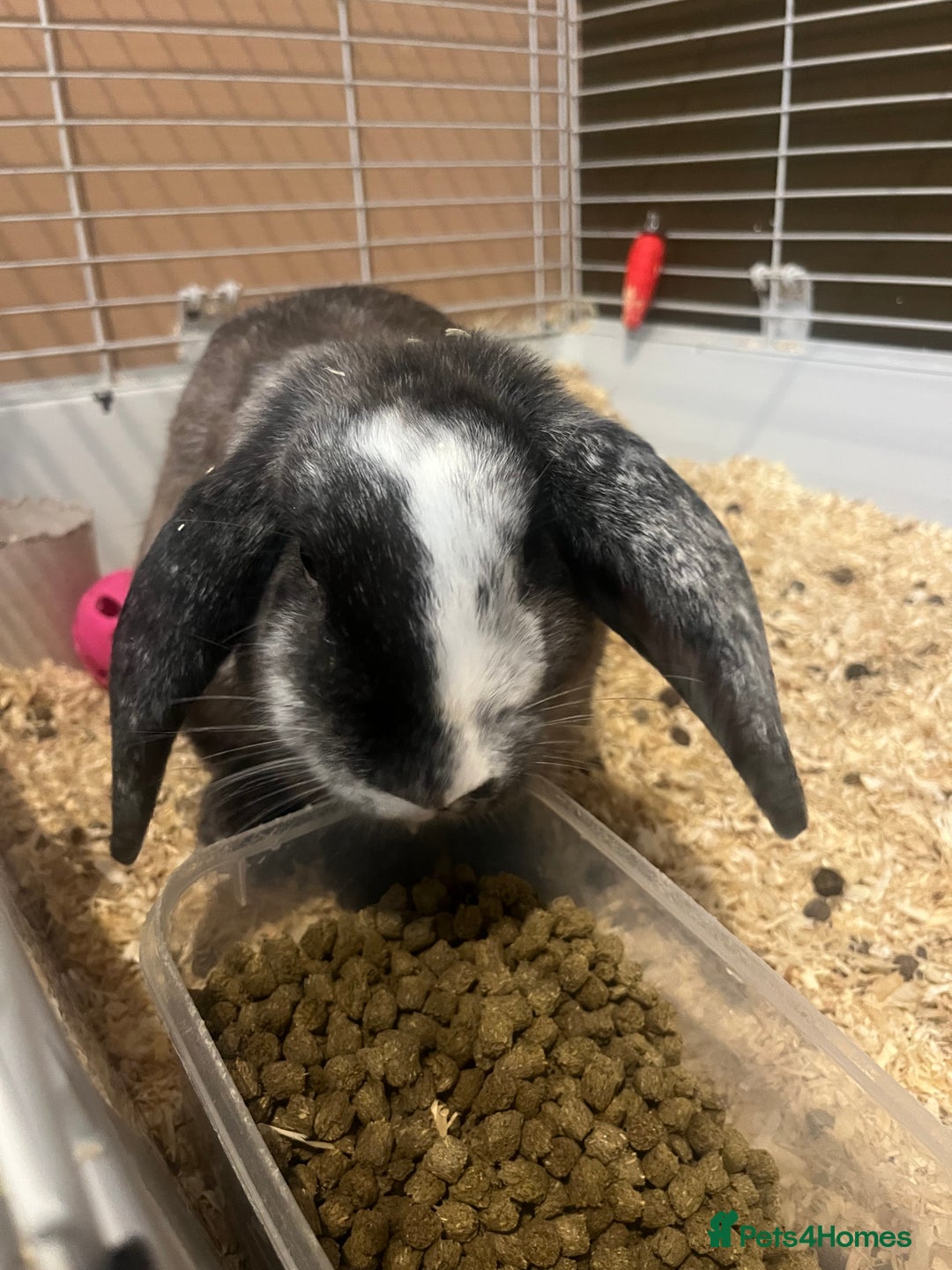 Mini Lop rabbits for sale: Two girl mini lops  - Image 3