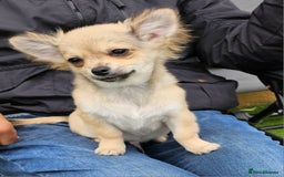 Chihuahua dogs for sale: KennelClub.Reg Chihuahua Our Last Sweet Little Boy - Image 4