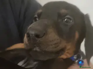 Dobermann dogs Last 2 Doberman puppies - Advert 2